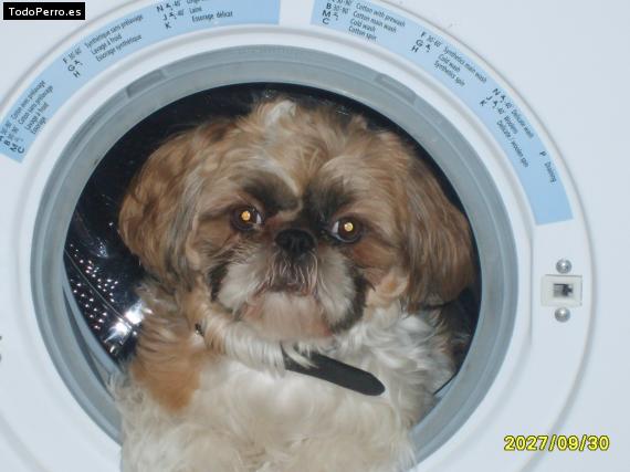 La foto del perro