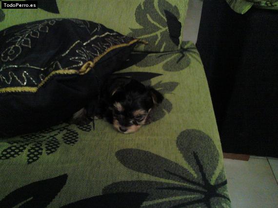 La foto del perro
