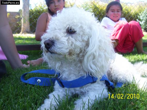 La foto del perro