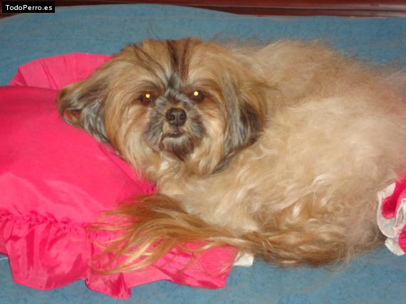 La foto del perro