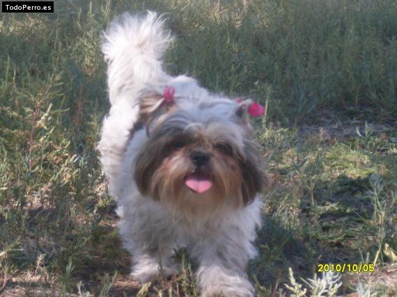 La foto del perro