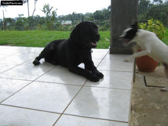 La foto del perro