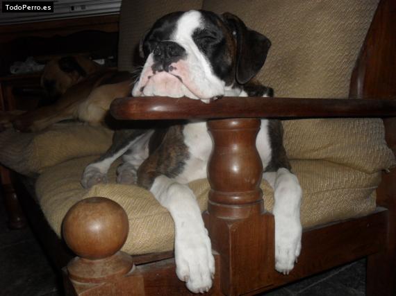 La foto del perro