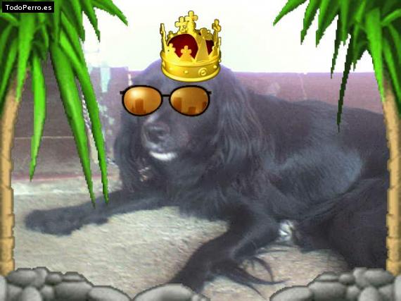 La foto del perro