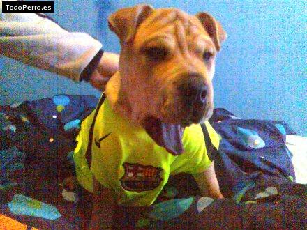 La foto del perro