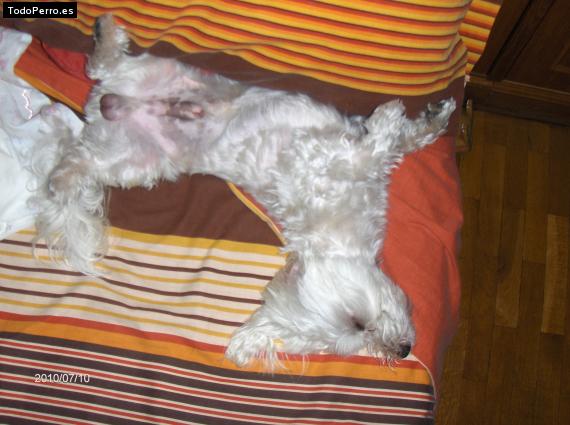 La foto del perro