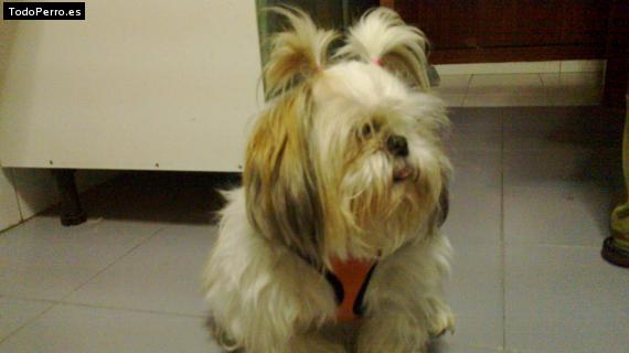 La foto del perro