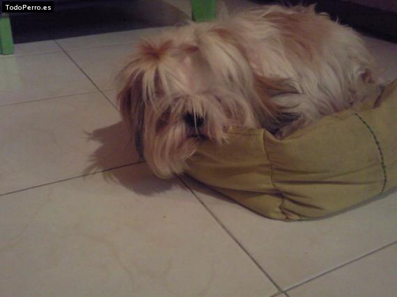 La foto del perro