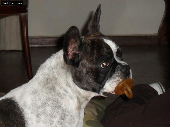 La foto del perro