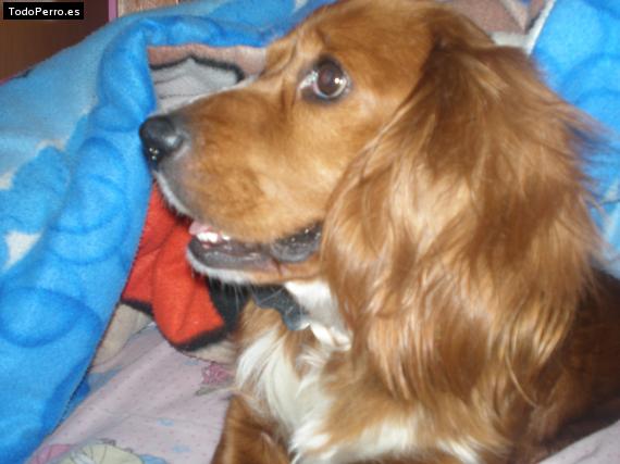 La foto del perro
