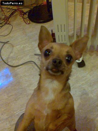 La foto del perro