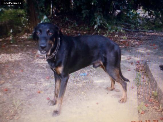 La foto del perro