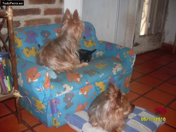 La foto del perro