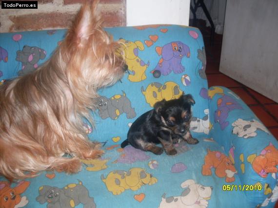 La foto del perro