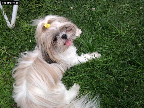 La foto del perro