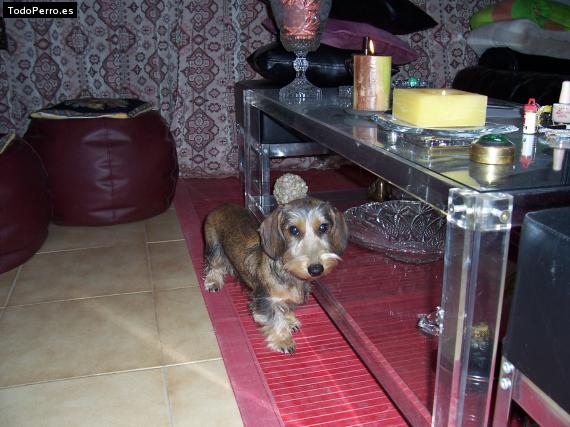 La foto del perro