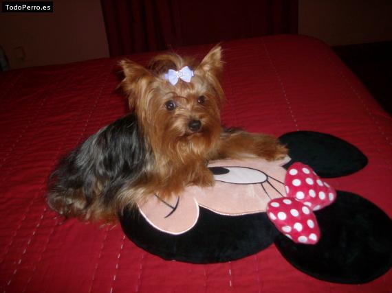La foto del perro