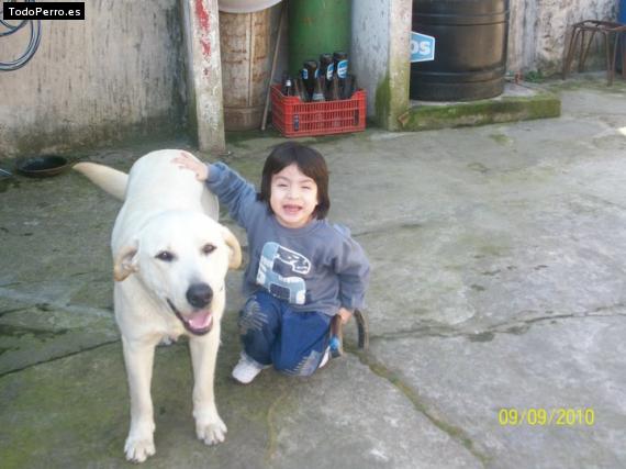 La foto del perro