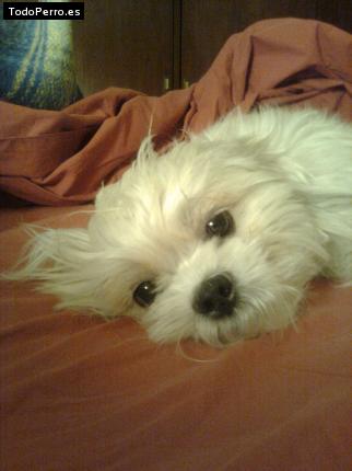 La foto del perro
