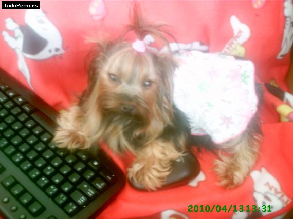 La foto del perro