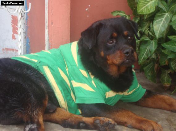 La foto del perro