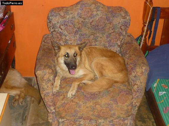 La foto del perro