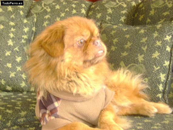 La foto del perro