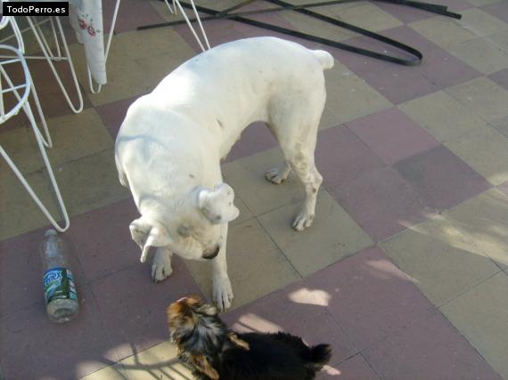 La foto del perro