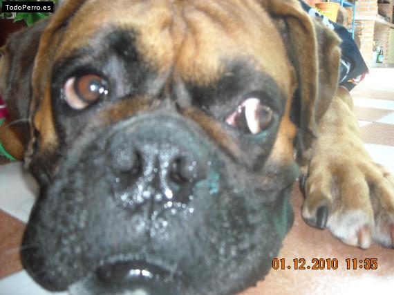 La foto del perro