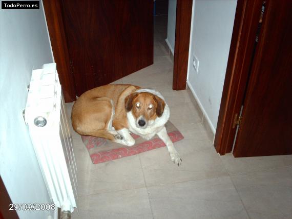 La foto del perro