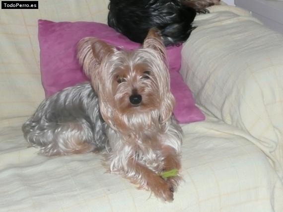 La foto del perro