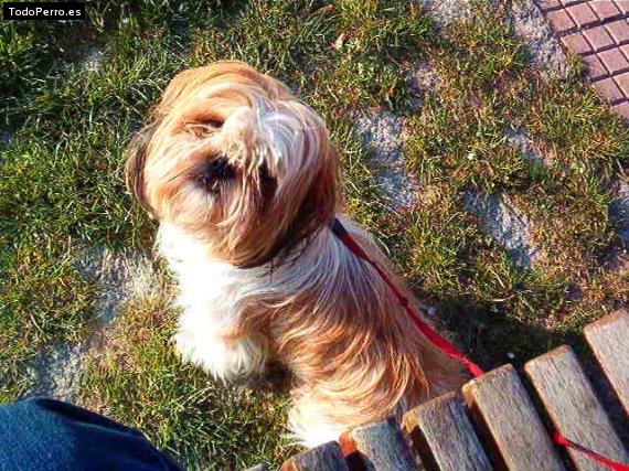 La foto del perro
