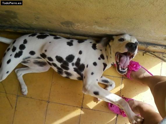 La foto del perro
