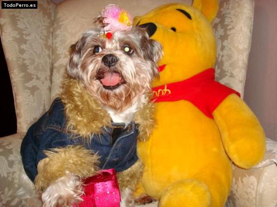 La foto del perro