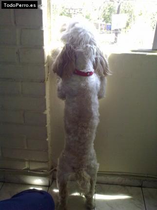 La foto del perro