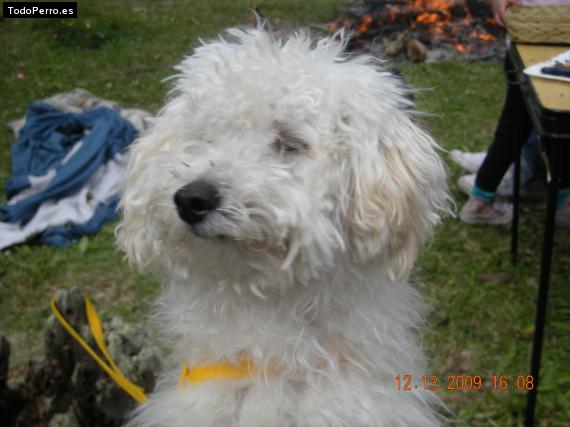 La foto del perro