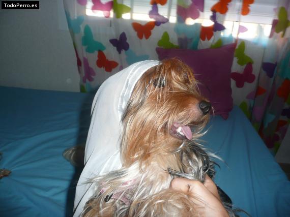 La foto del perro
