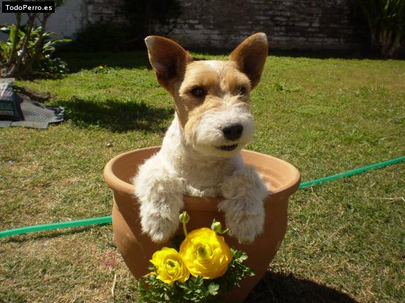 La foto del perro