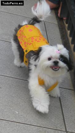 La foto del perro