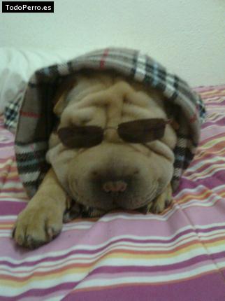 La foto del perro