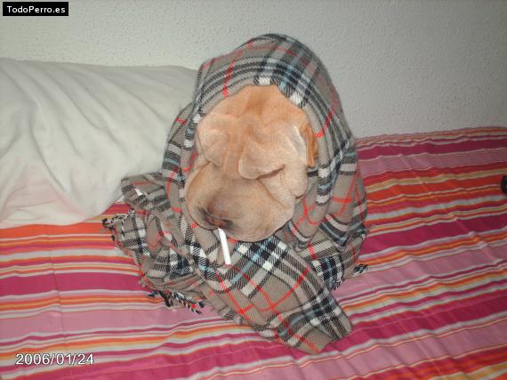 La foto del perro