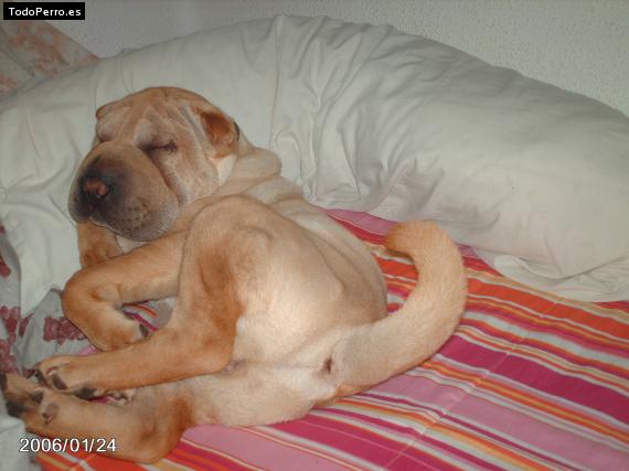 La foto del perro