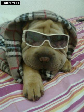 La foto del perro