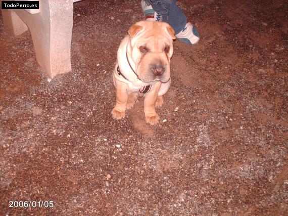 La foto del perro