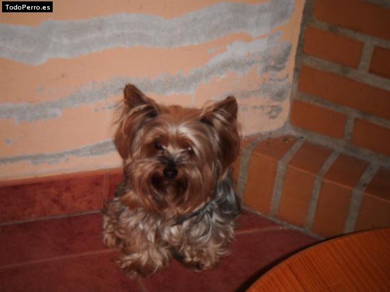 La foto del perro