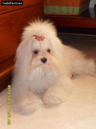 La foto del perro
