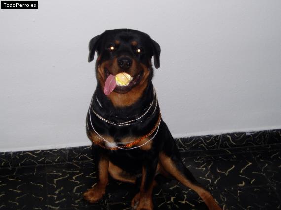 La foto del perro