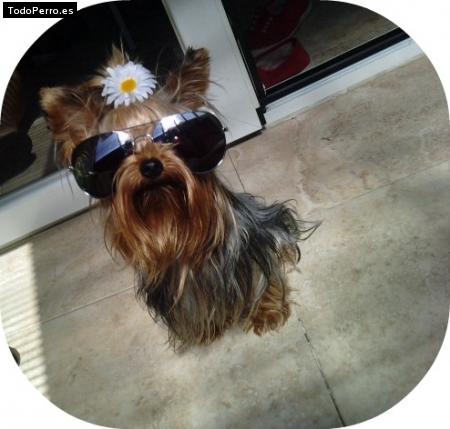 La foto del perro