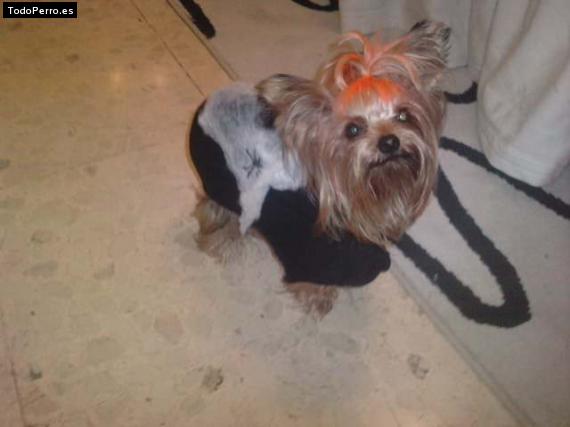 La foto del perro