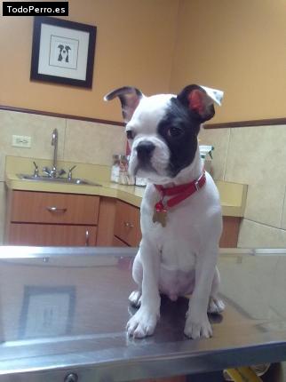 La foto del perro
